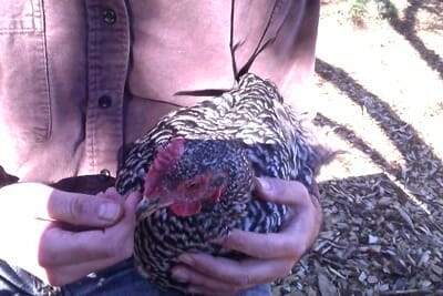 chicken behavior: our attitude about chickens like this hen