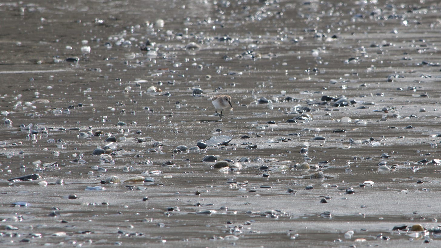 A tiny sandpiper is barely visible is a wide expanse of sandy, pebble-strewn shore.