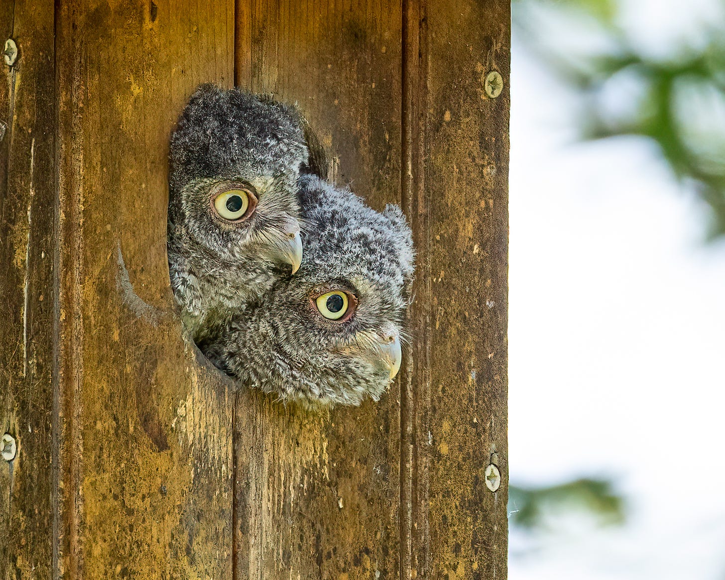 Two nestling screech owls stick their heads out of the screech owl box. They have big yellow eyes and curved beaks. They are both looking in the same direction.