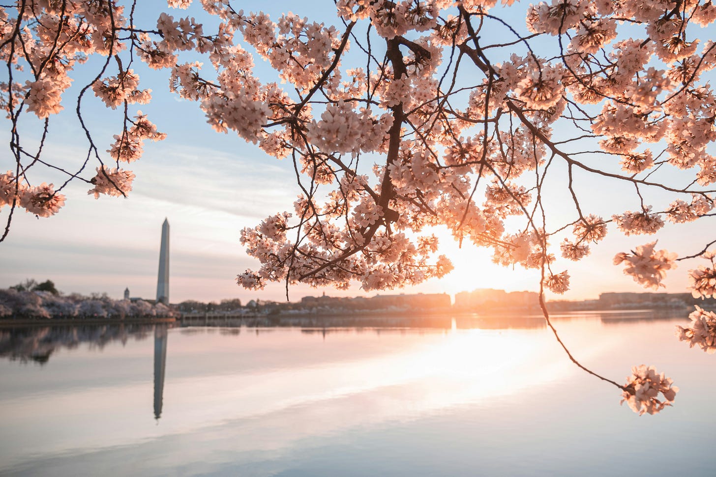 cherry blossoms at sunrise with the Washington Monument in the background