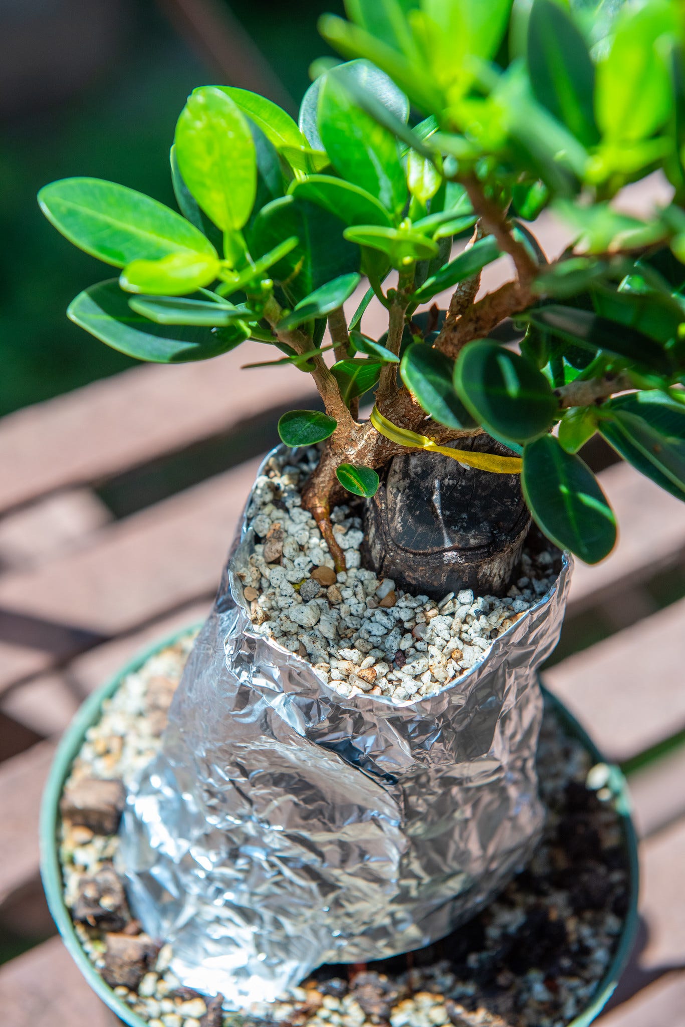 ID: Strangler fig planted in new pot with foil collar around the upper part of the trunk.