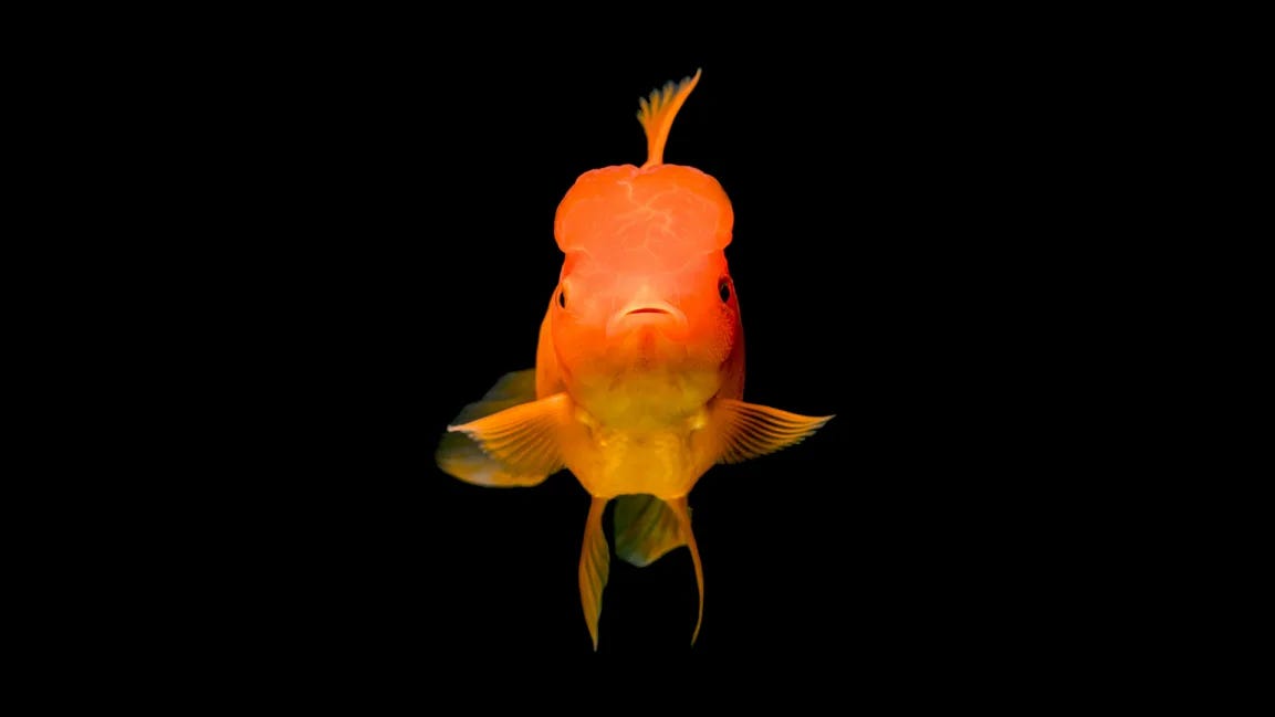 Head-on picture of an orange fish