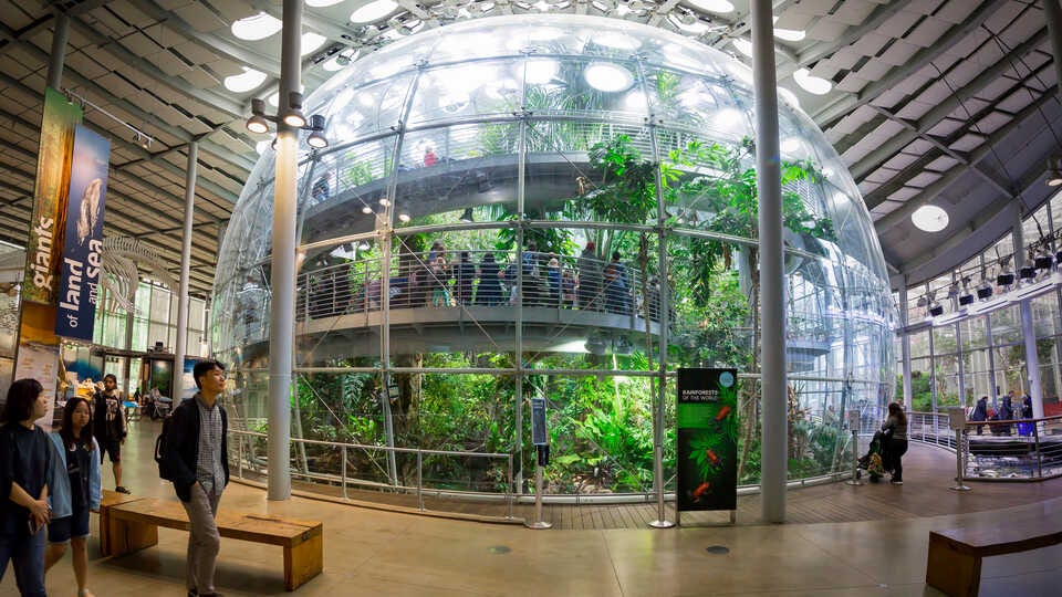 Plan Your Visit | California Academy of Sciences in Golden Gate Park