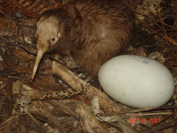 Kiwi birds lay the largest eggs relative to their body size of any bird in  the world...ouch | Kiwi bird, Bird eggs, Kiwi bird egg