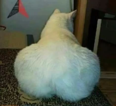 Didn't find a subreddit for thicc cats so here we go.. : Catloaf
