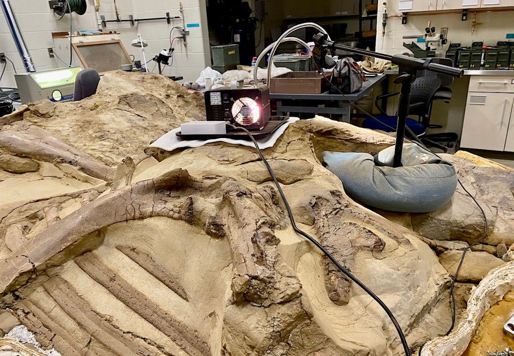 See Dakota The Mummified Dinosaur At The North Dakota Heritage Center & Museum