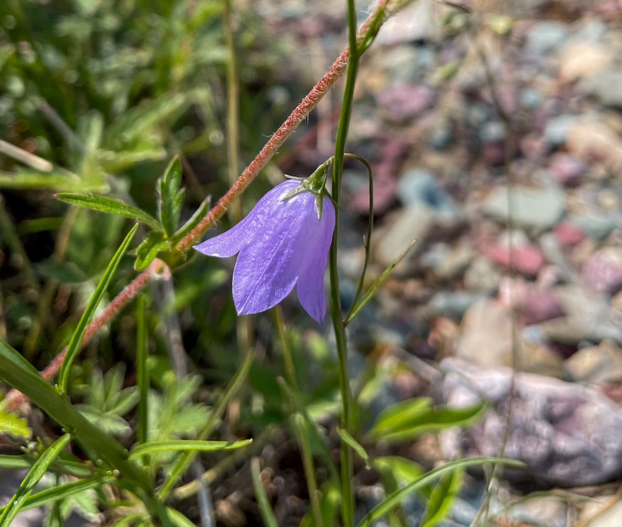 mountain harebell in Glacier NP