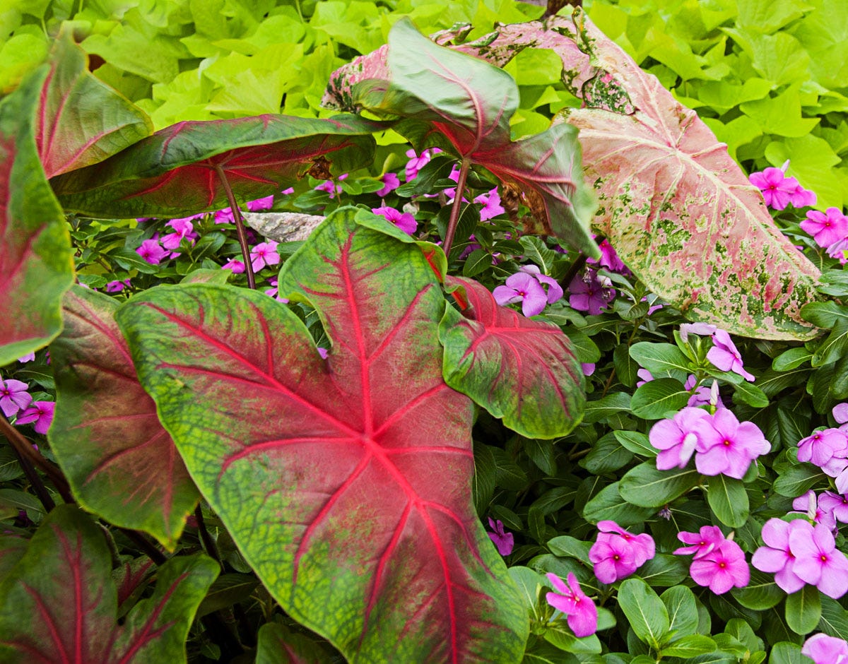 Elephant Ear or Caladium