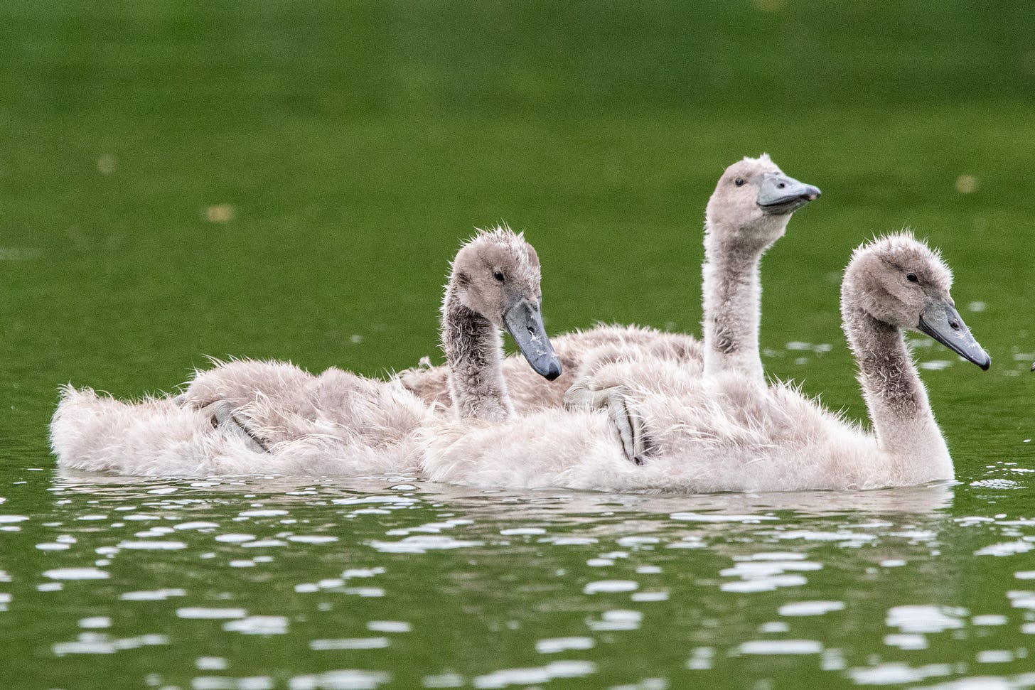 Three gray, fuzzy mute swan cygnets, swimming in file, heads at different heights