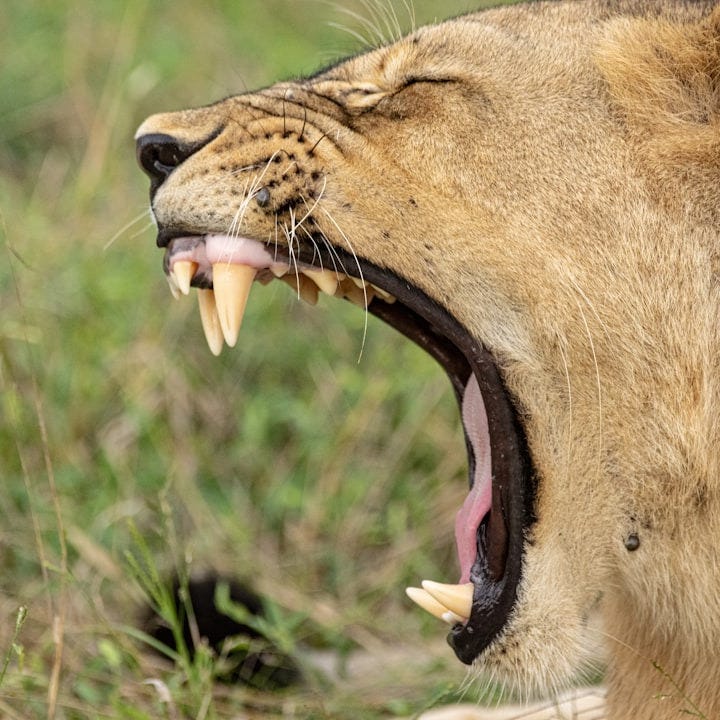 a close up of a lion with its mouth open