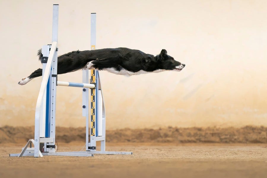 A black dog with a white underbelly leaps over an obstacle, stretching out flat in the air.