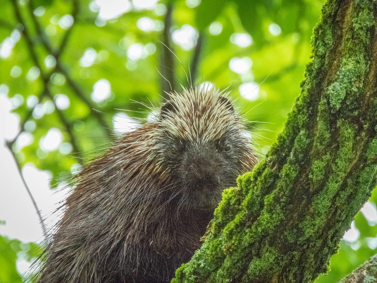 Porcupine