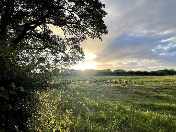 May be an image of horizon, tree, twilight, nature and grass