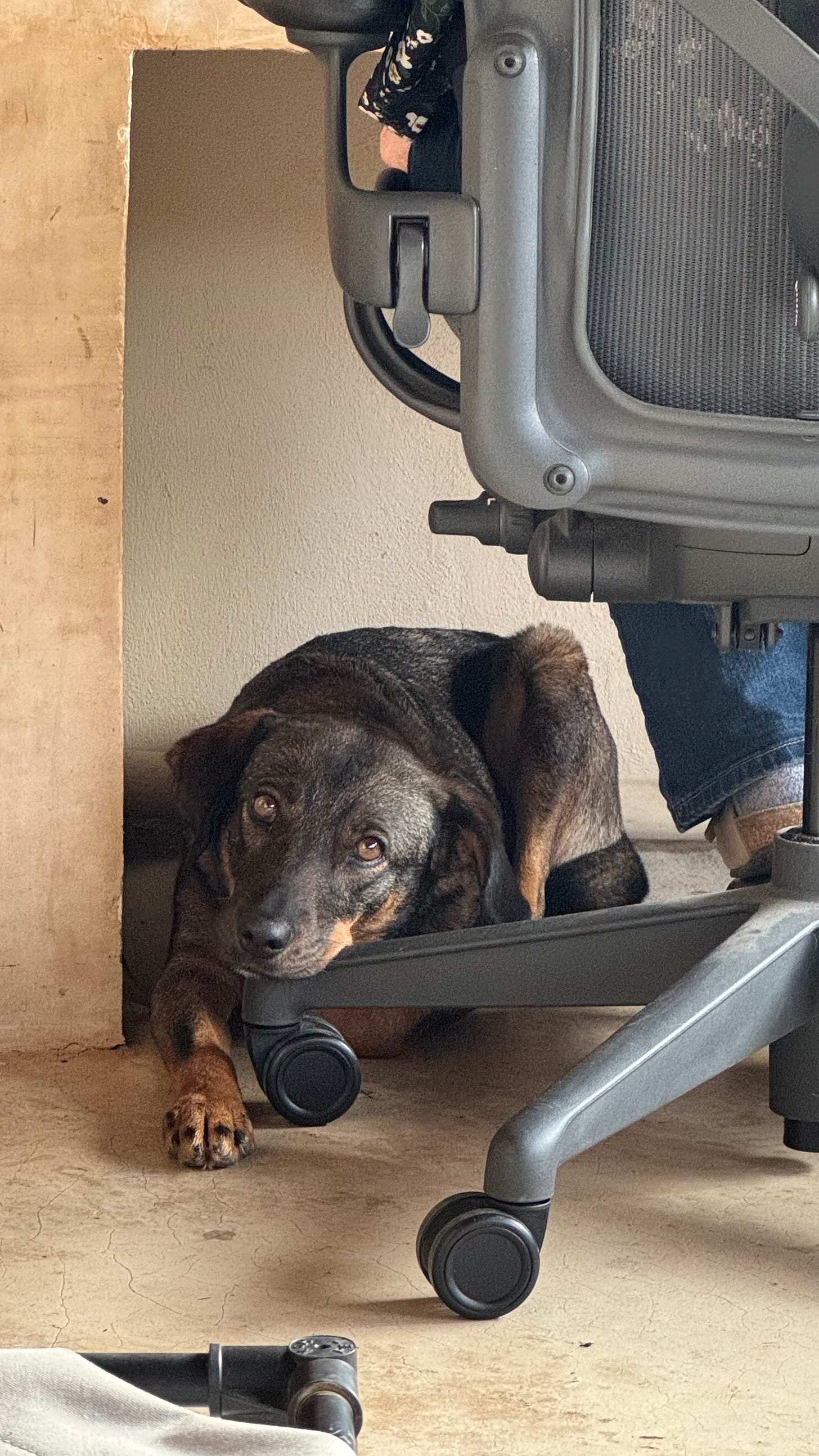 Tigre sitting underneath my desk with her head on a part of an office chair.