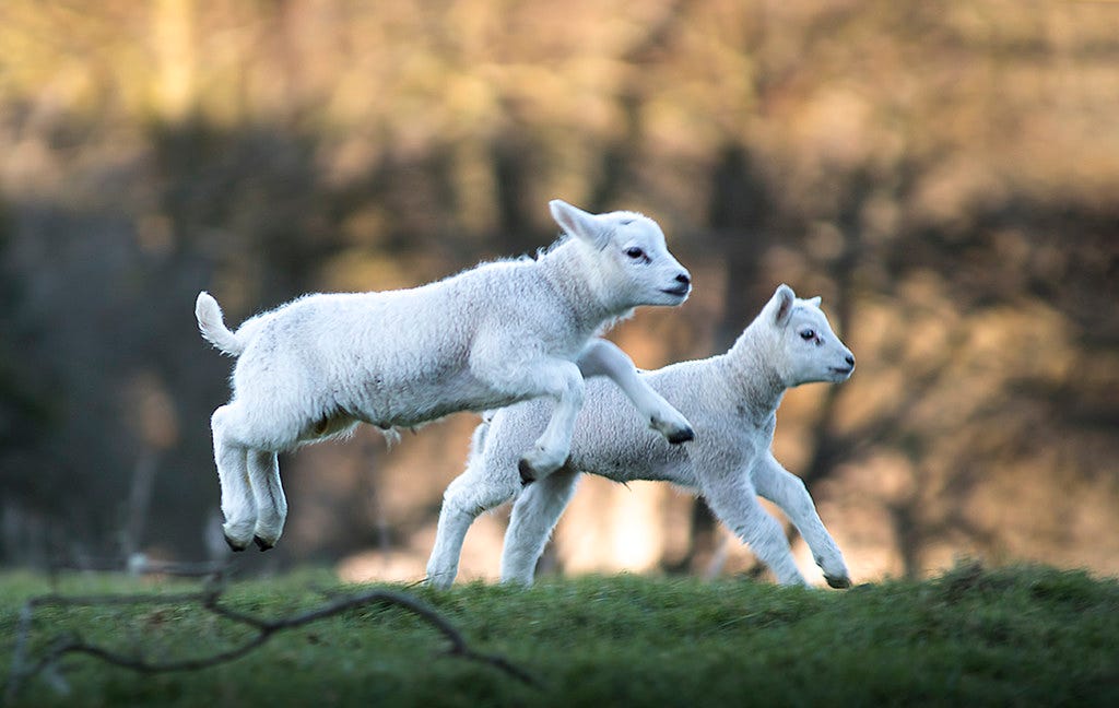 Spring Lambs, Brigham, Cumbria, UK (21/3/18) | Martyn Fletcher | Flickr