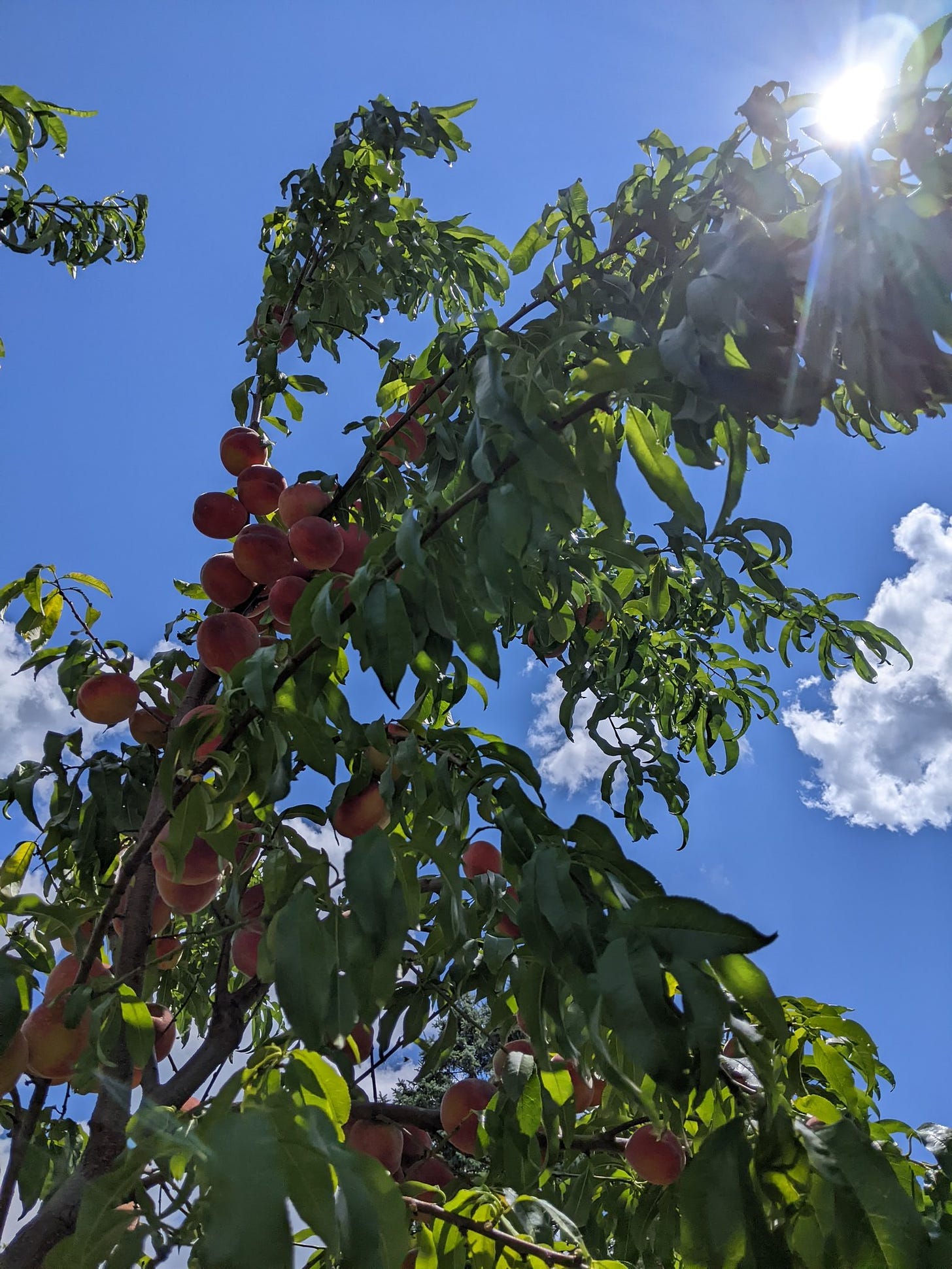 Picture of a peach tree from underneath it's branches that have fruit on them against a blue sky with clouds.