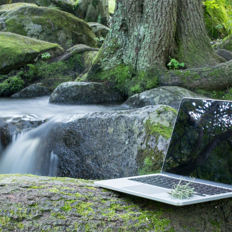 Laptop in a magical place in the forest.