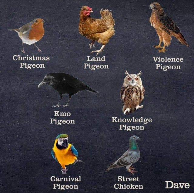 r/funny - Useful Guide for Birb Spotters