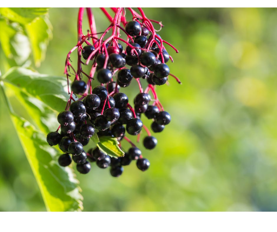 cluster of elderberries on the stem