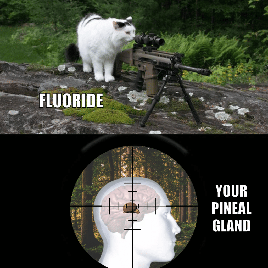 fluoride and pineal gland illustration