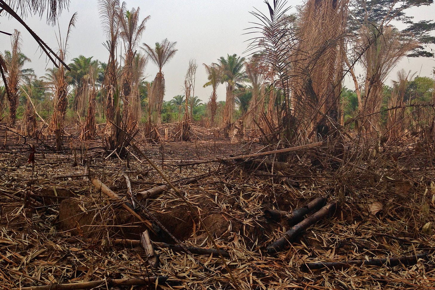 Land burned in preparation for farming in the Democratic Republic of Congo. 