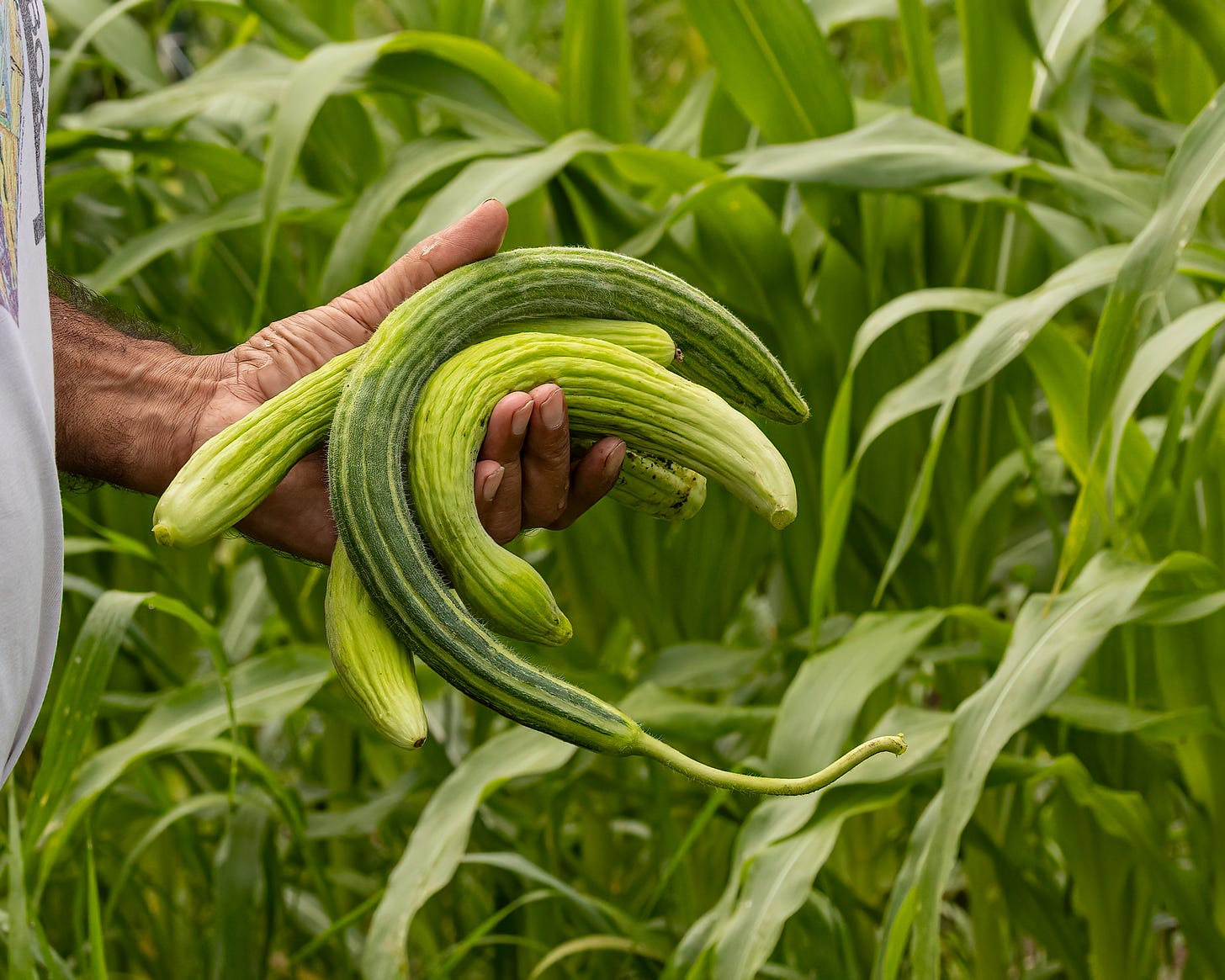 In this image, a man's hand holds four Armenian cucumbers, which are a spectrum of shades of green. These cucumbers are very curved and striped.