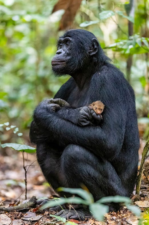 imagen de un bonobo con una cría de mangosta en brazos, como si tuviese una mascota