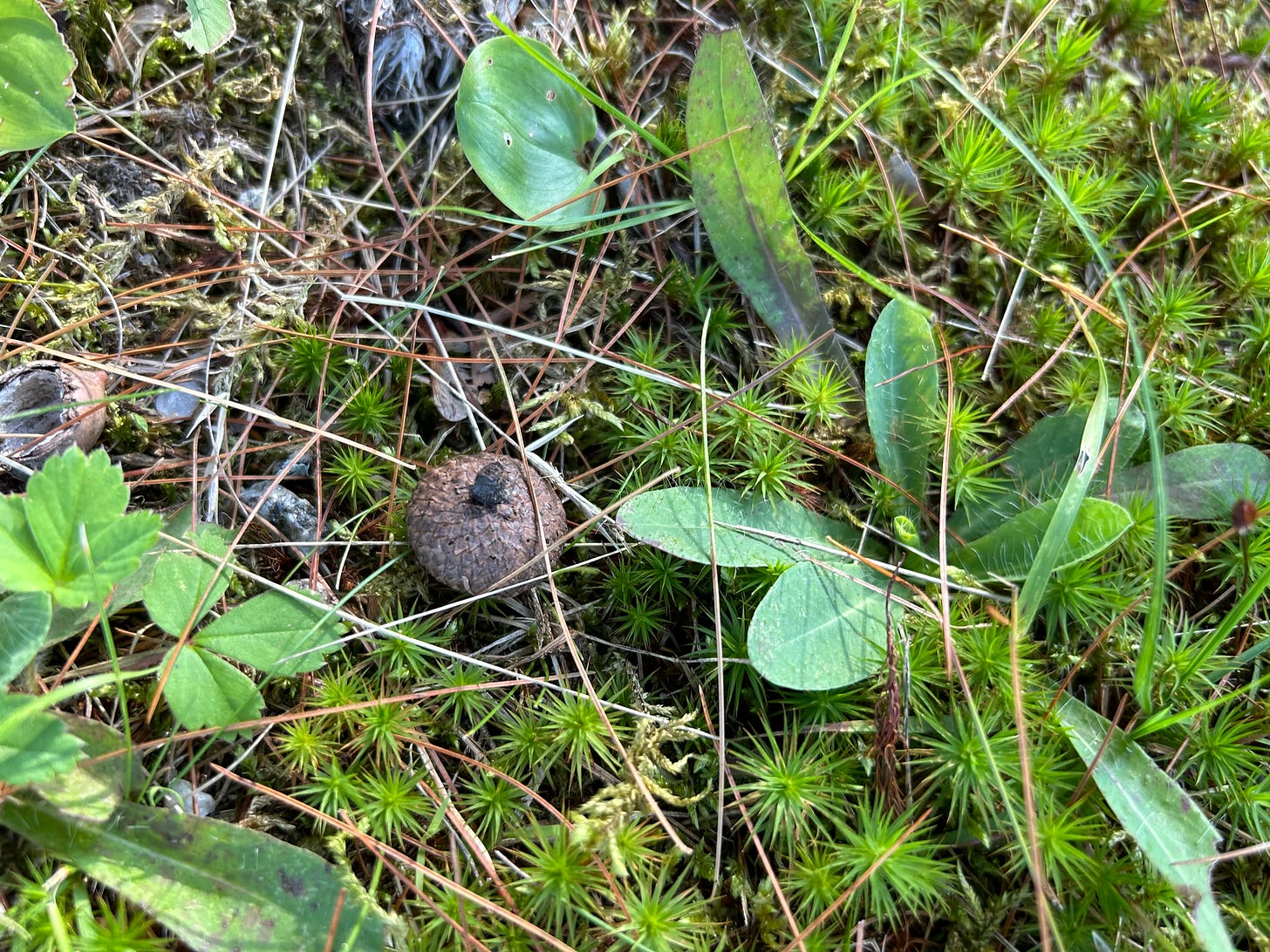 moss, pine needles, and acorn cap