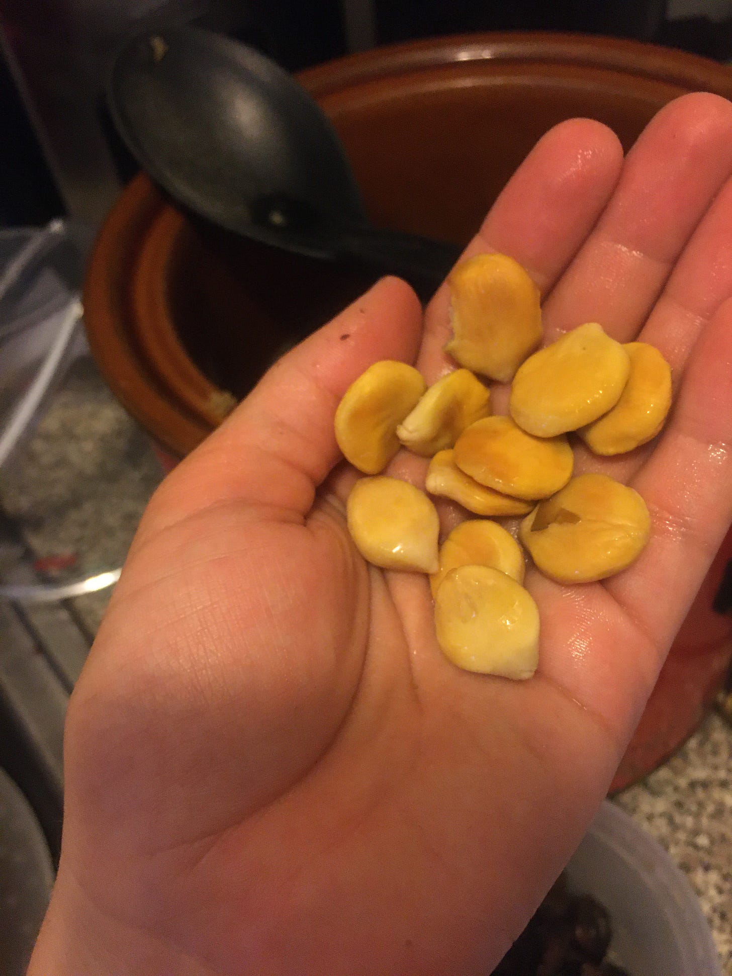 around a dozen seeds held in the palm of the photographer, they are chickpea colored