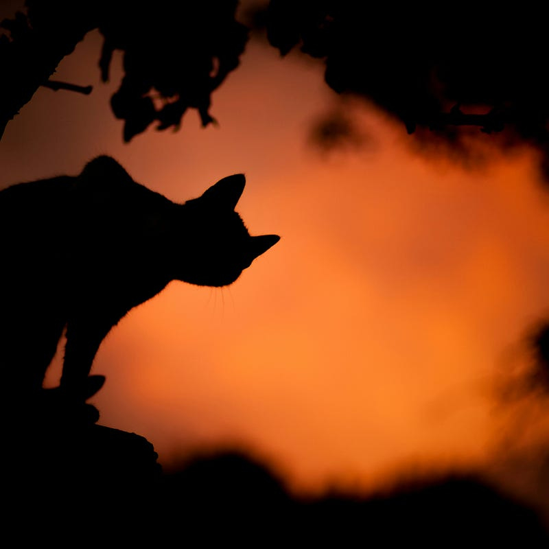 A cat looks at the sunset A cat looks at the sunset