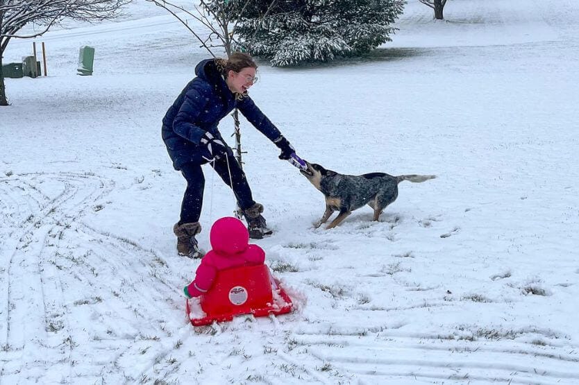 Scout the blue heeler tugs with me using a purple ring toy while I pull my niece around in a sled with my other hand