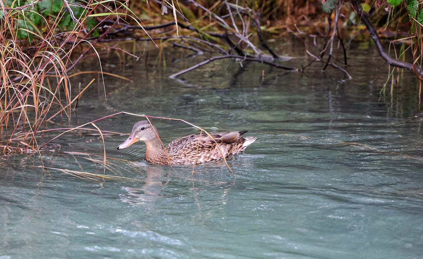 duck in water