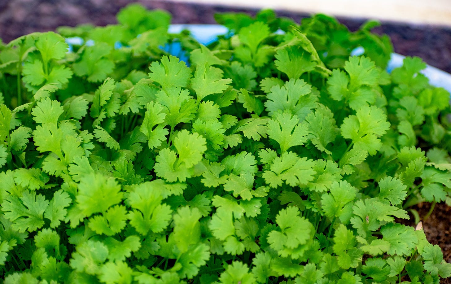 El cilantro ayuda a eliminar metales pesados del cuerpo El cilantro ayuda a eliminar metales pesados del cuerpo