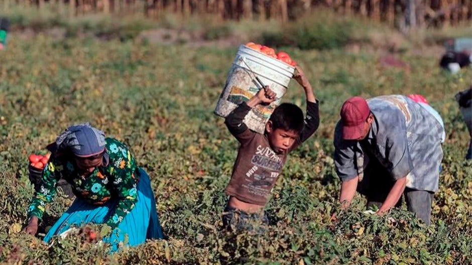 A Hispanic child working in an agricultural field carrying a large bucket behind his head.