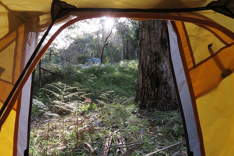 View of bushland through a tent door.