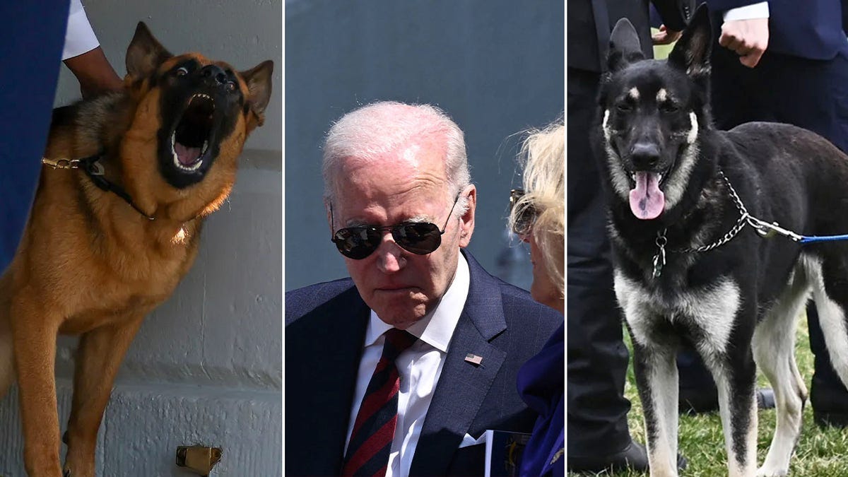 Biden's dogs revealed to have bitten White House staff, causing ...