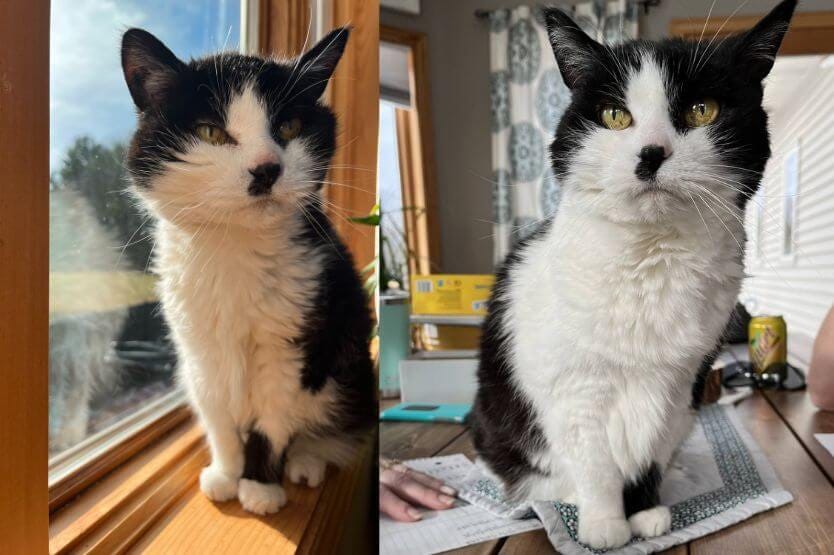 Two photos of Ophelia, a black and white cat with amber eyes, sit side by side in the frame