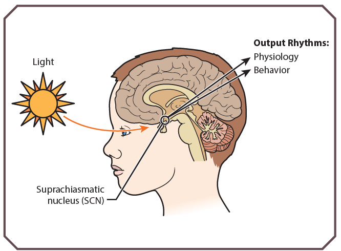 Circadian Rhythm Sleep Disorders | Obgyn Key