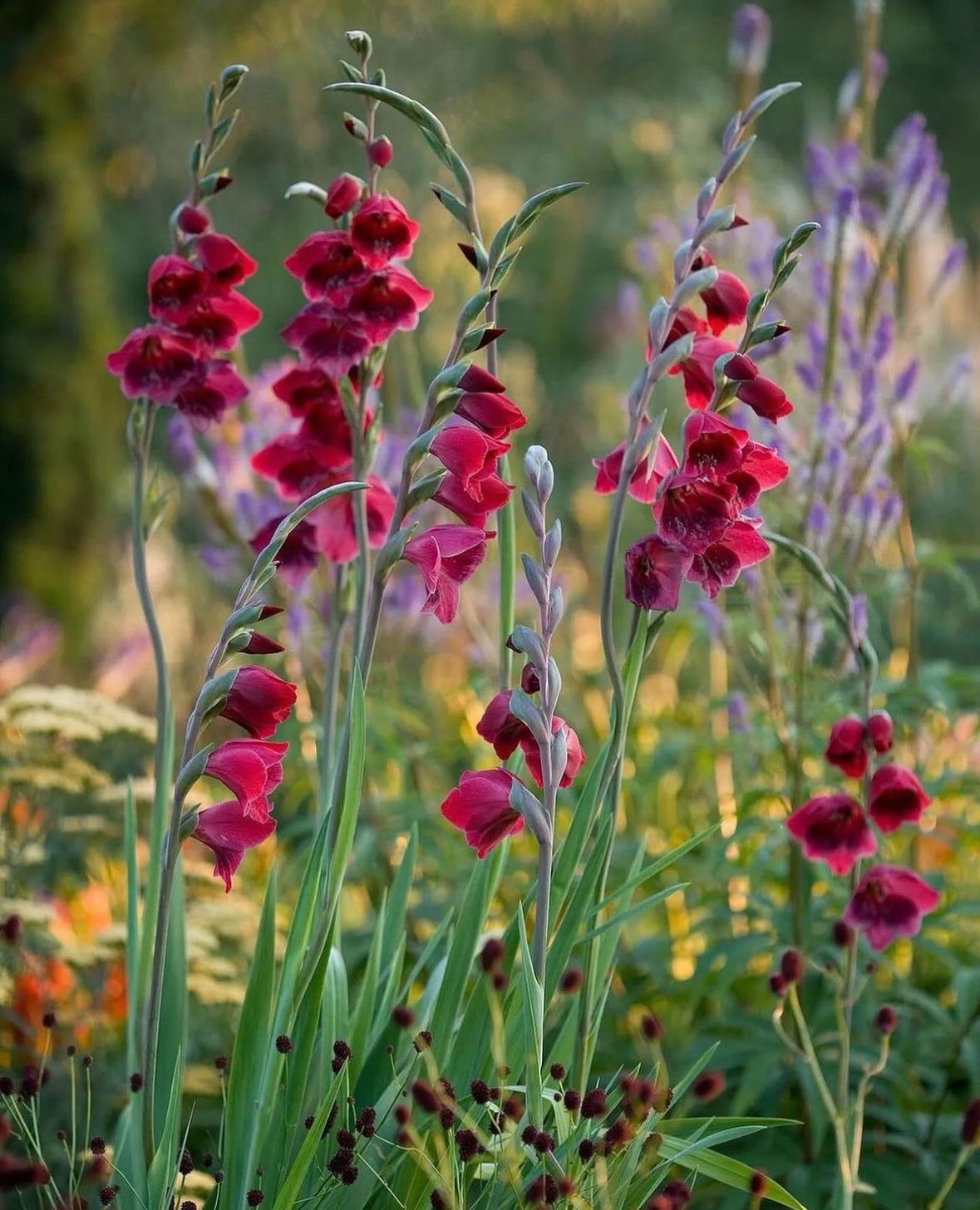 beautiful red flowers in a garden with blue flowers behind