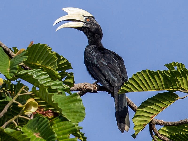 Black Hornbill - eBird