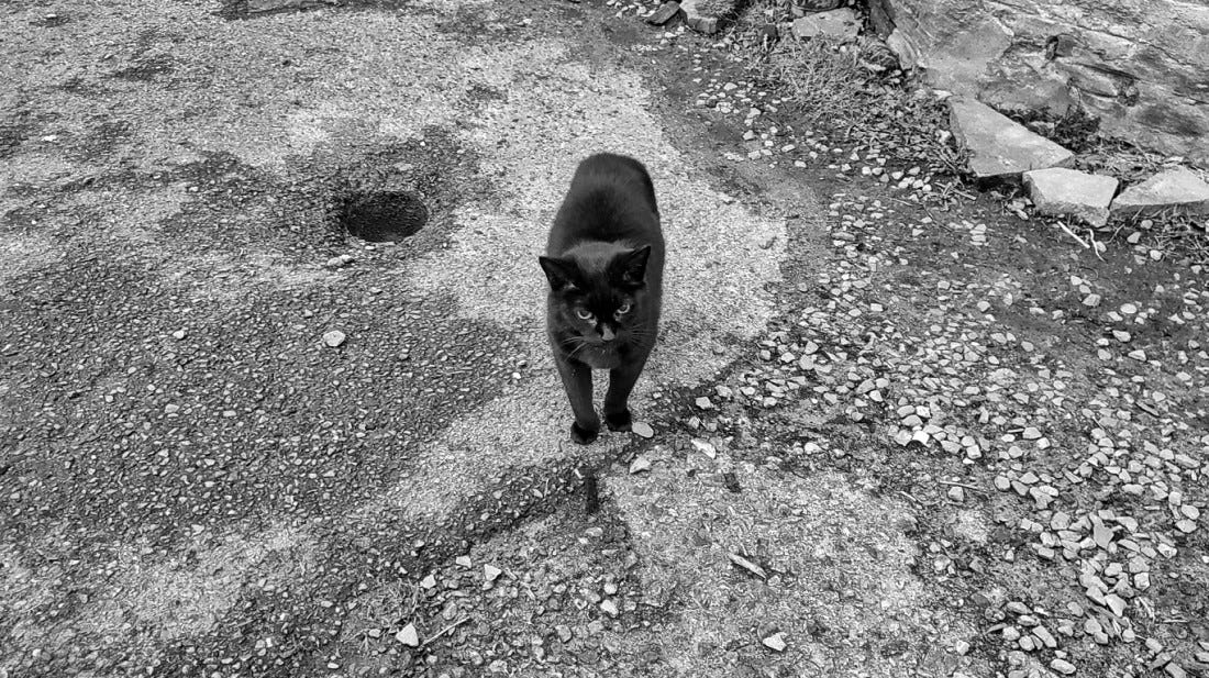 A black cat stands on a driveway next to a hole, staring past the camera