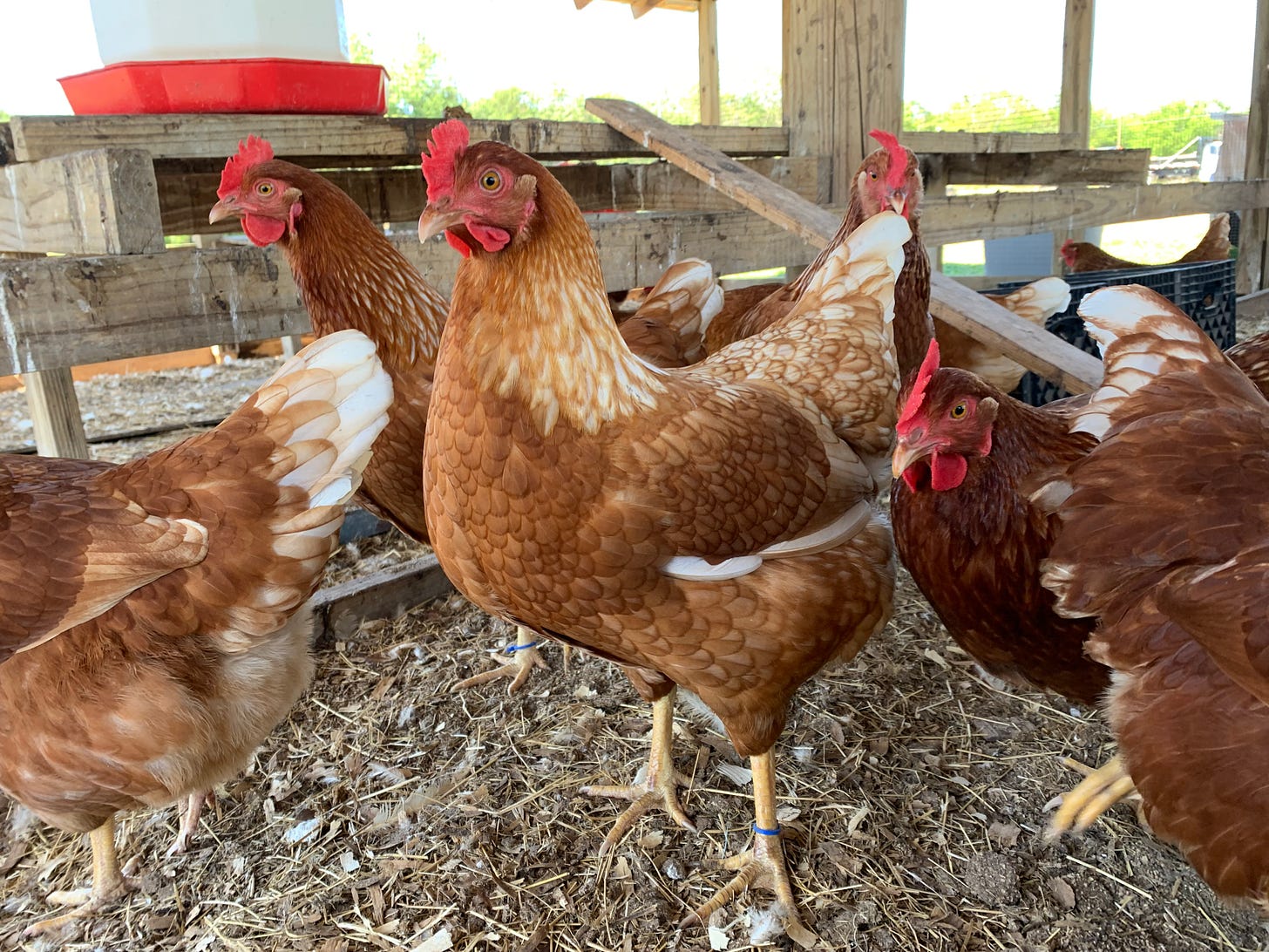 Golden Star Sex-Link hens at our community coop in Cocoa.