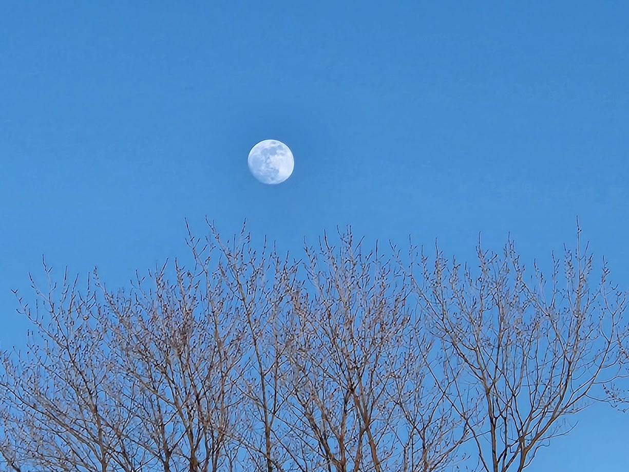 A picture of the the almost-full moon above budding tree branches. 