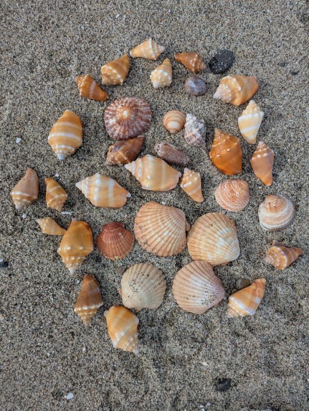 a large variety of brightly colored shells of all different types