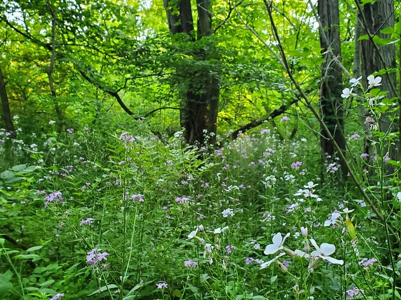 Wild Phlox growing in the forest at Salamonie River State Park.