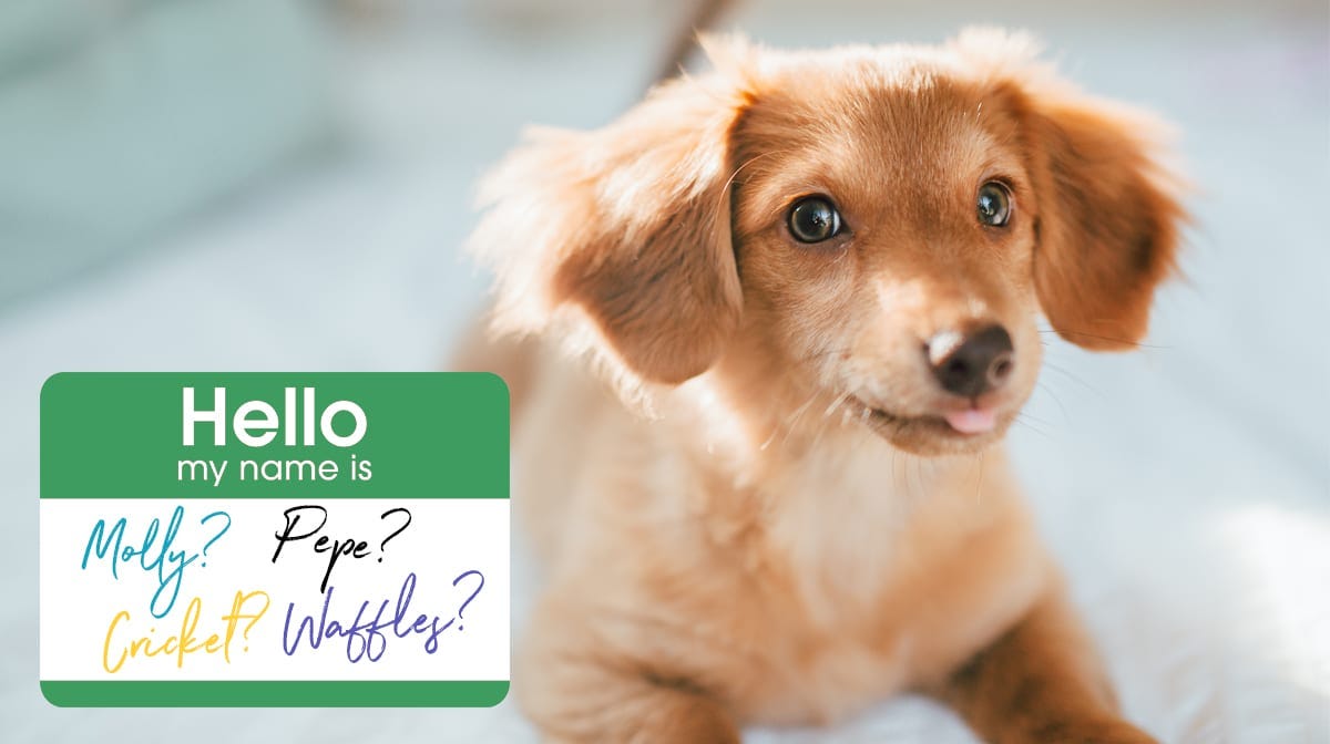 250 Cute Puppy Dog Names from A to Z