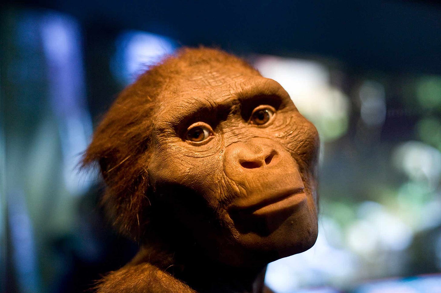 A face of an early hominin looking vaguely toward the camera with blue and green lights behind A face of an early hominin looking vaguely toward the camera with blue and green lights behind
