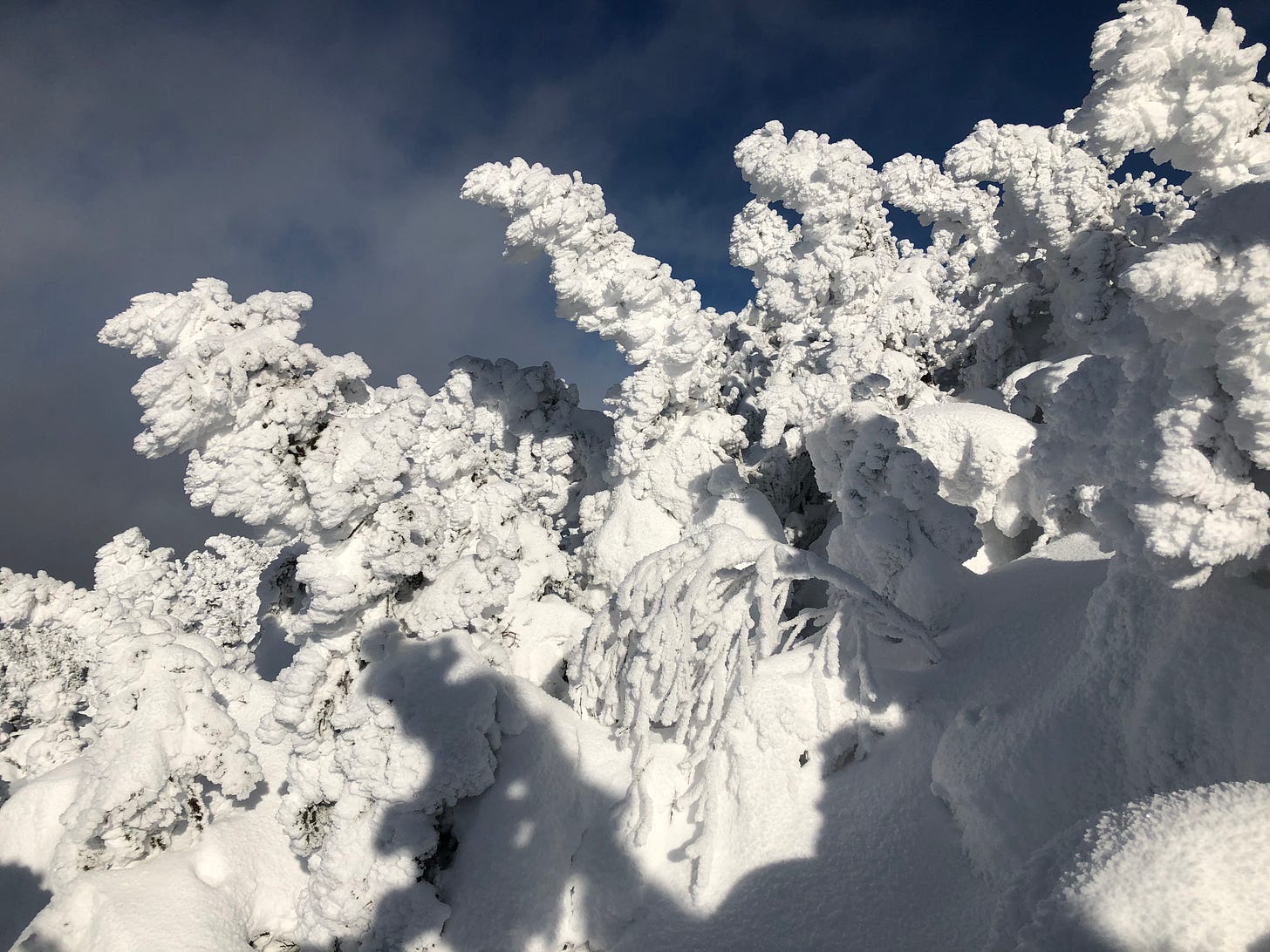 Mountain krummholz with blue sky background