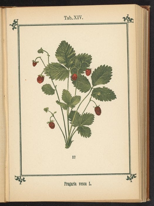 Illustration of wild strawberry plant