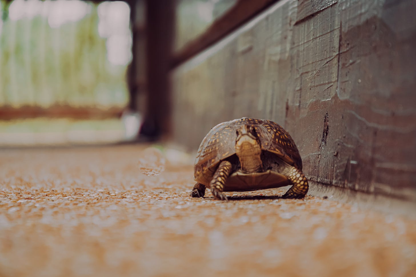 A brown turtle in the foreground walks along a brown surface. A dark brown wooden beam is on the right.